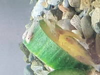 L144 Blue eyed lemon pleco fry