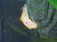 L144 Blue eyed lemon pleco fry