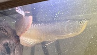 10inch arowana £100ono