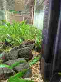 2 Polka-Dot Loaches and 1 Bristlenose Plec Free to Good Home