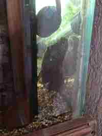 2 Polka-Dot Loaches and 1 Bristlenose Plec Free to Good Home