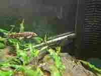 2 Polka-Dot Loaches and 1 Bristlenose Plec Free to Good Home