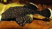 Peppermint bristlenose plecos