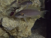 Neolamprologus brichardi 2 adults 1M+1F + 18 ~20 Fry 3-5+ cm all £100