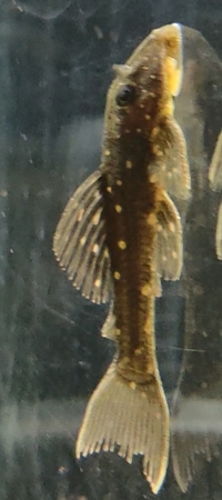 Luteus, fly river turtle, Stingray, super king Kong parrot, albino heckli and...