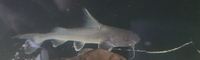 Luteus, fly river turtle, Stingray, super king Kong parrot, albino heckli and...