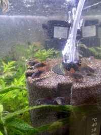 Corydoras