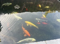 Various Koi tench bream goldfish
