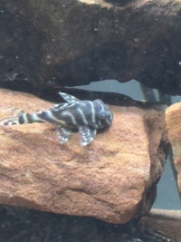L333 Black & White King Tiger Pleco