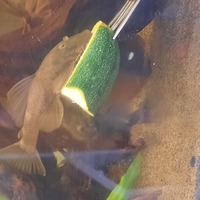 Plecs for sale, Seaham, County Durham.