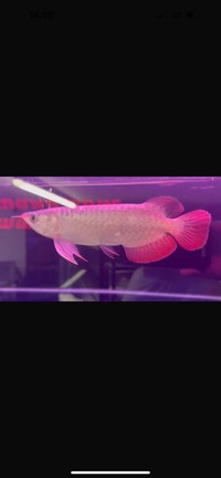 High Quality Juvenile Super Red Arowana