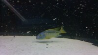 BUCCOCHROMIS RHOADESII WILD CAUGHT - 15 POUND