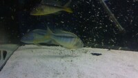 BUCCOCHROMIS RHOADESII WILD CAUGHT - 15 POUND