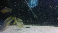 BUCCOCHROMIS RHOADESII WILD CAUGHT - 15 POUND