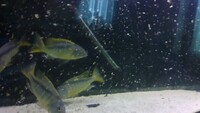 BUCCOCHROMIS RHOADESII WILD CAUGHT - 15 POUND