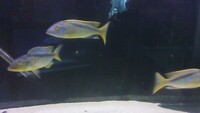 BUCCOCHROMIS RHOADESII WILD CAUGHT - 15 POUND