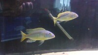 BUCCOCHROMIS RHOADESII WILD CAUGHT - 15 POUND