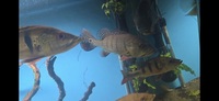 Peacock bass