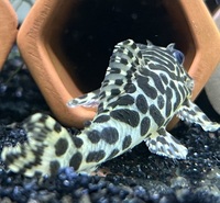 12 x Adult Breeding L134 l leopard frog plecos