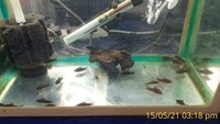Corydoras Black Schultzei