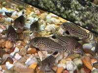 Corydoras Trilineatus