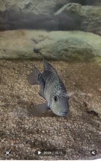 Texas cichlid 6 to 7 inch