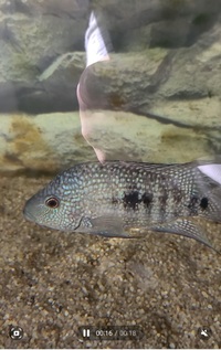 Texas cichlid 6 to 7 inch