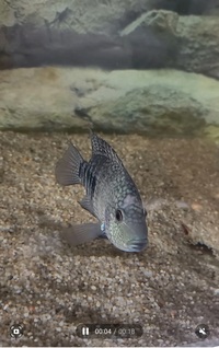 Texas cichlid 6 to 7 inch