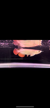 Juvenile High Back Red Tail Golden Asian Arowana