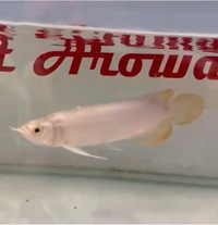 Banjar Red Asian Arowana