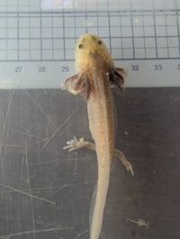 Baby axolotls £15 each. Various colours