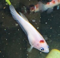 Male Betta Koi plakats £10 each