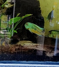 Hypsophrys nicaraguensis,