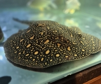 Stingray female