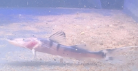 3 inch Tigrinus Brachyplatystoma Tigrinum £200 - RESERVED