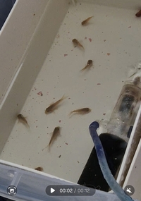 Baby Bronze corys
