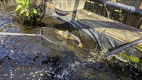 Various Koi Carp