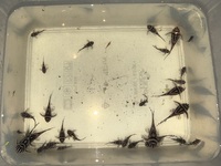 Zebra Pleco L046 juveniles and adults available