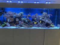Few Marine fish in West London
