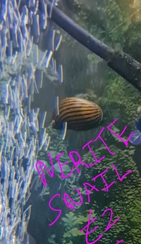 Selling up everything prices in photos cichlid tetra community fish and plants etc