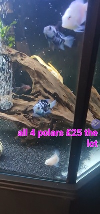 Selling up everything prices in photos cichlid tetra community fish and plants etc