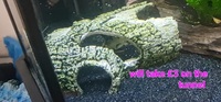 Selling up everything prices in photos cichlid tetra community fish and plants etc