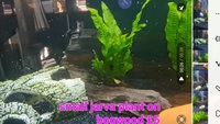 Selling up everything prices in photos cichlid tetra community fish and plants etc