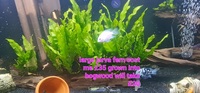 Selling up everything prices in photos cichlid tetra community fish and plants etc