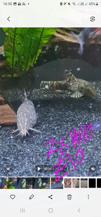 Selling up everything prices in photos cichlid tetra community fish and plants etc