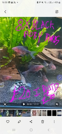 Selling up everything prices in photos cichlid tetra community fish and plants etc