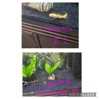 6x various tetras neons etc jarva fern sucking loach