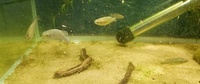Rare Livebearers - Zoogoneticus tequila