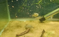 Rare Livebearers - Zoogoneticus tequila