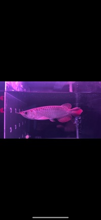 Super Indonesia Red Arowana